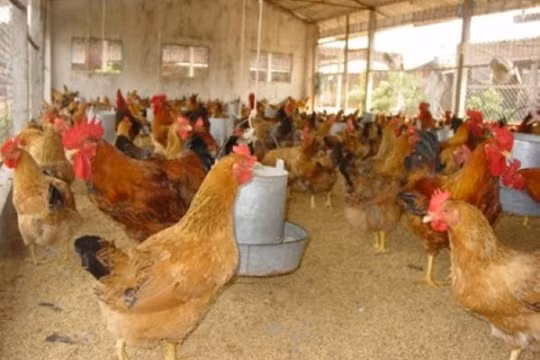 Chính thức bỏ 14 loại phí trên gà