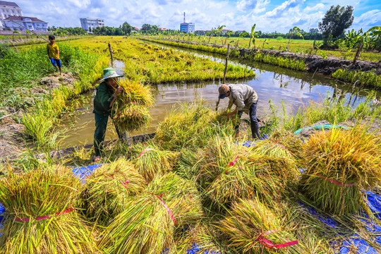 Thu hoạch lúa ở Hậu Giang. Ảnh: Lý Anh Lam