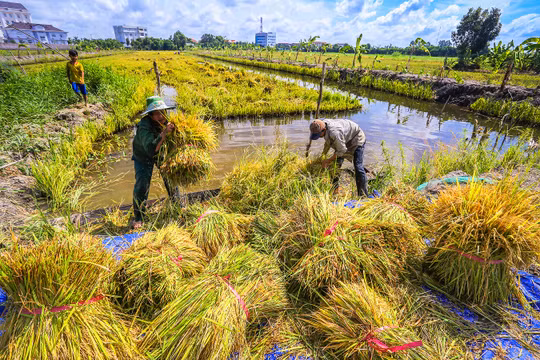 Thu hoạch lúa ở Hậu Giang. Ảnh: Lý Anh Lam