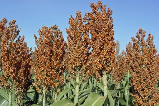 Siêu cao lương là giống cao lương mới (ở VN được biết đến nhiều hơn với tên bo bo) - Ảnh tư liệu