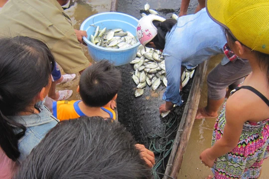 Thu gom cá nuôi bị chết tại thị trấn Thuận An