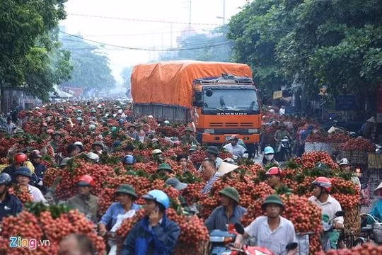 Vải thiều chợ Kép bị tắc nghẽn ở Quốc lộ 31 thời điểm chính vụ tháng 6/2014