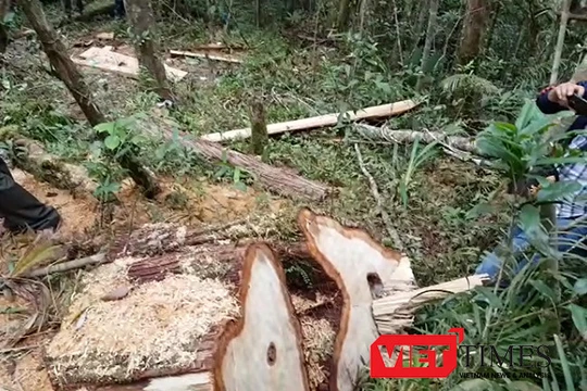  Phó Chủ tịch UBND tỉnh Quảng Nam Lê Trí Thanh kiểm tra thực địa vụ phá rừng pơ mu tại khu vực biên giới xã Chà Vàl, huyện Nam Giang