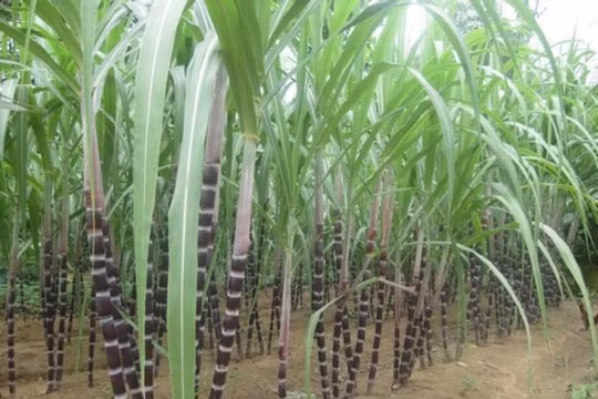 Mía đường Lam Sơn có thêm cổ đông lớn