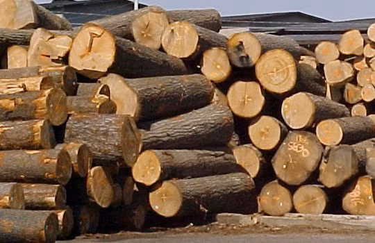 Tịch thu gỗ sai luật, chủ tịch tỉnh Tiền Giang thua kiện