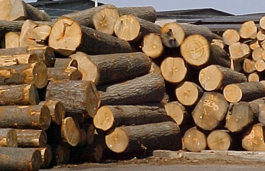 Tịch thu gỗ sai luật, chủ tịch tỉnh Tiền Giang thua kiện