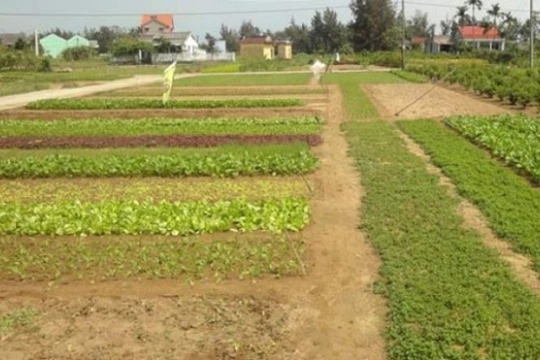 Đà Nẵng hủy nhiều dự án có chủ đầu tư Trung Quốc