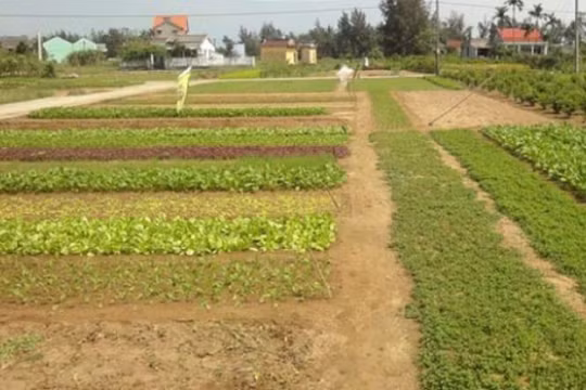 Đà Nẵng hủy nhiều dự án có chủ đầu tư Trung Quốc