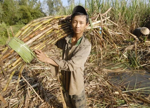 Người nông dân trồng mía đang thuộc nhóm nghèo khó nhất 