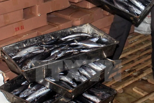 Cá nục bị nhiễm phenol trong kho lạnh của bà Lê Thị Thuộc, Thị trấn Cửa Tùng, Quảng Trị. (Ảnh: Thanh Thủy/TTXVN)