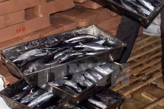 Cá nục bị nhiễm phenol trong kho lạnh của bà Lê Thị Thuộc, Thị trấn Cửa Tùng, Quảng Trị. (Ảnh: Thanh Thủy/TTXVN)