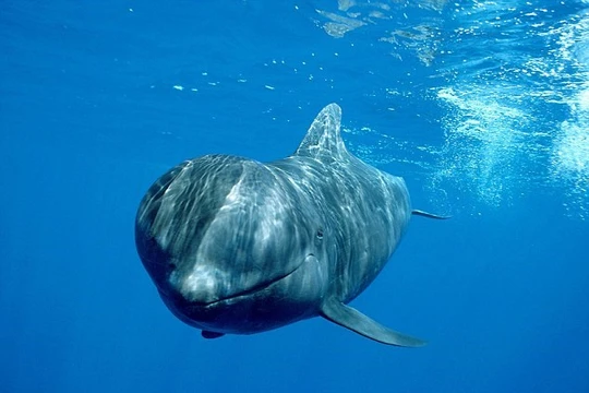 Những hình ảnh đầy ám ảnh về mùa săn cá voi tại Nhật Bản