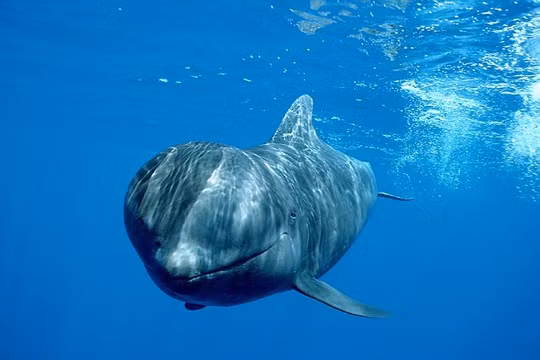 Những hình ảnh đầy ám ảnh về mùa săn cá voi tại Nhật Bản