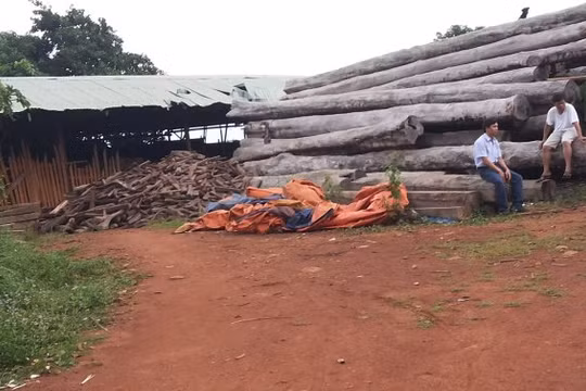 Bên trong xưởng gỗ của Công ty Bảo Hoàng tại làng Nú, xã Ia Nan (Đức Cơ, Gia Lai) bị kiểm tra đột xuất - Ảnh: B.D.