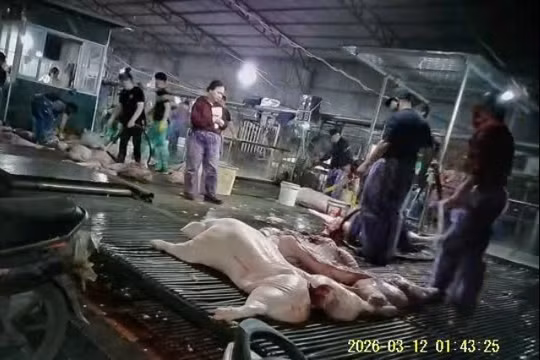 Vụ 300 tấn thịt lợn bẩn: Cán bộ trạm kiểm dịch tự đặt "luật lệ riêng" để thu tiền