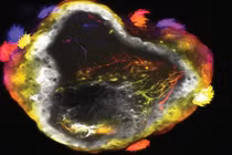 Các robot thần kinh (Neurobots) sở hữu một lớp bề mặt gồm các tế bào chuyên biệt và một hệ thần kinh điều khiển chuyển động. Ảnh: IE