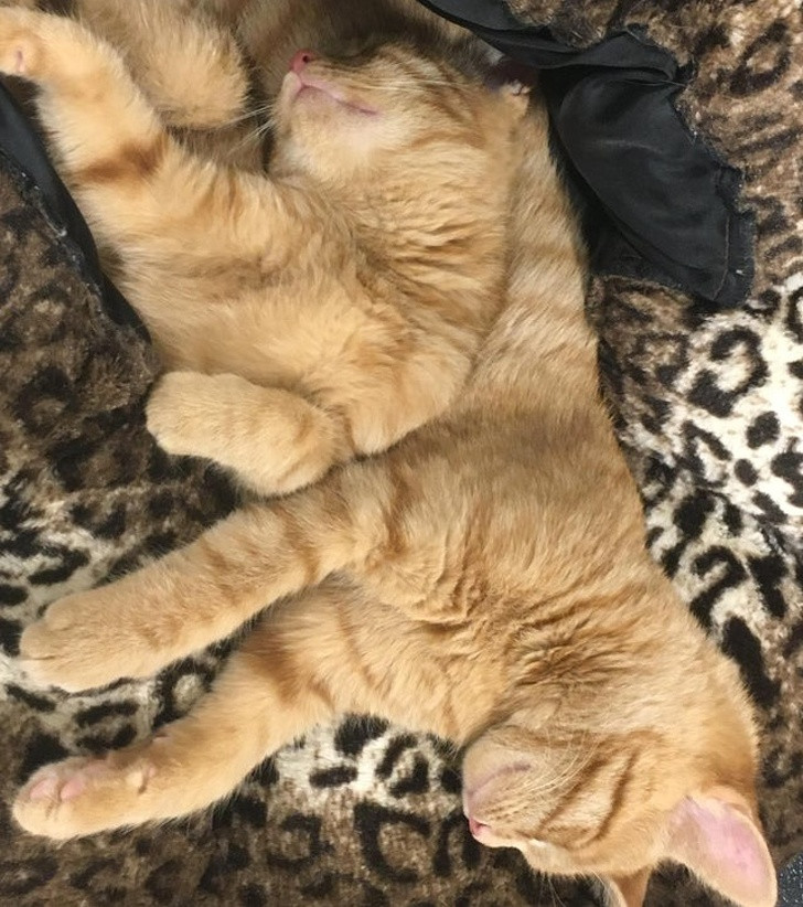 Ảnh: BrightSide Ảnh: BrightSide