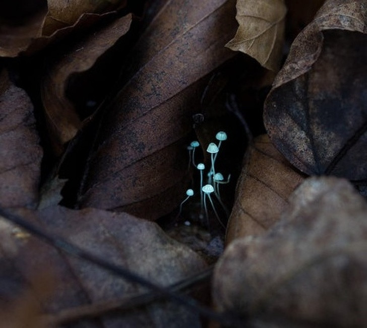 Ảnh: BrightSide Ảnh: BrightSide