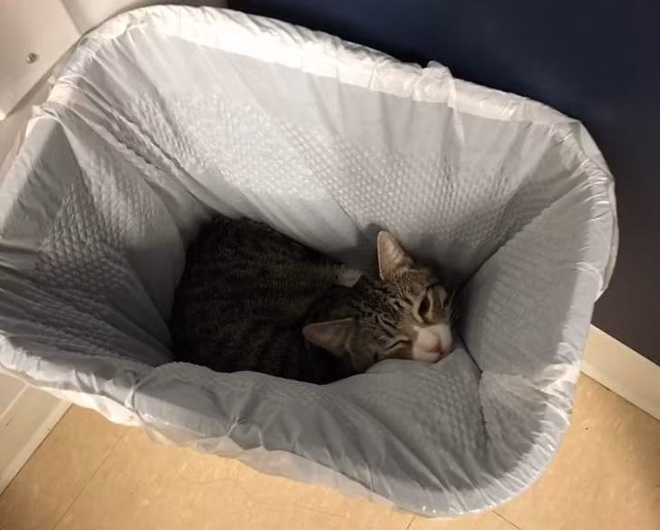 Ảnh: BrightSide Ảnh: BrightSide