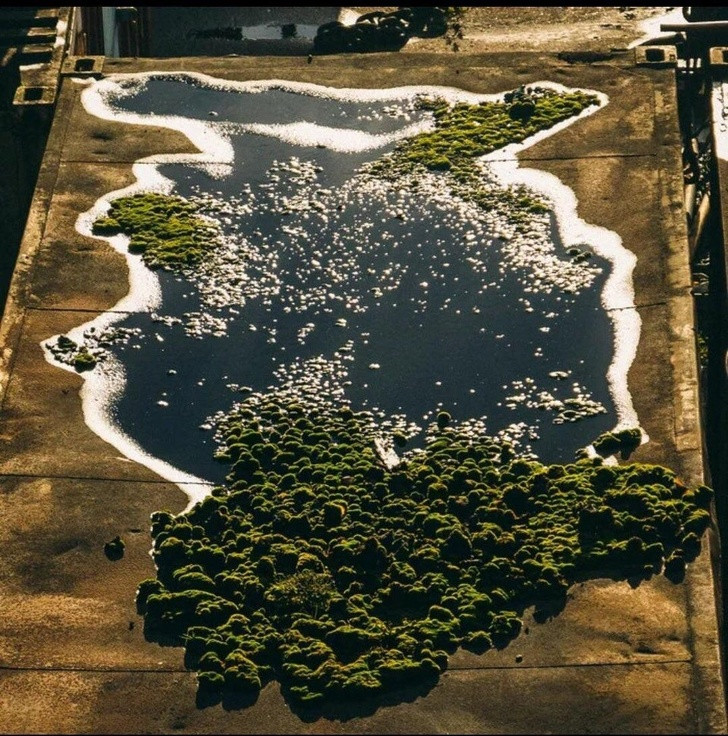 Ảnh: BrightSide Ảnh: BrightSide