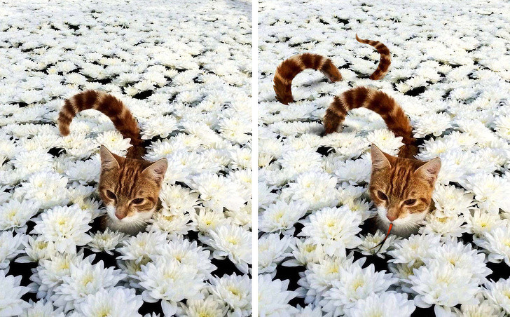 Ảnh: BrightSide Ảnh: BrightSide