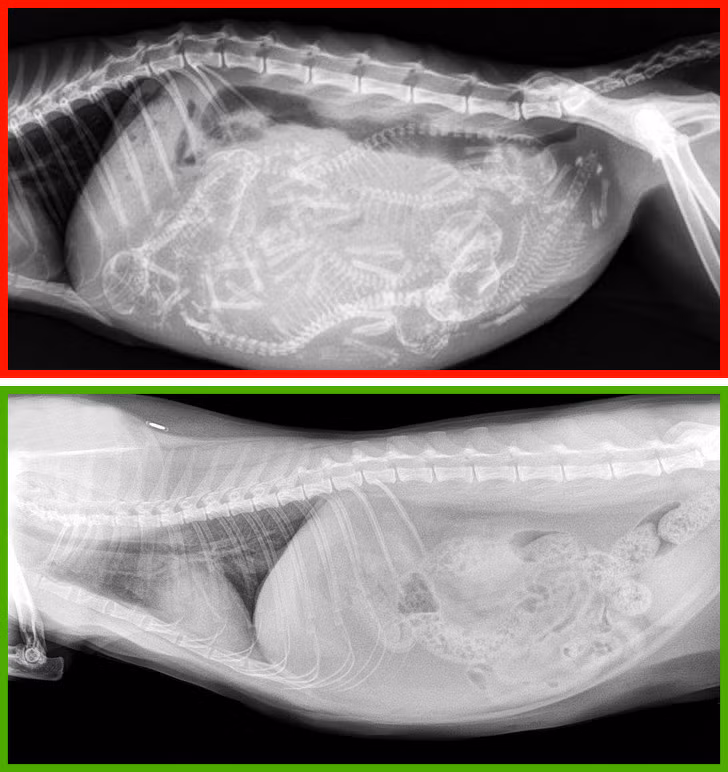 Ảnh: BrightSide Ảnh: BrightSide