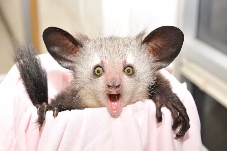 Ảnh: BrightSide Ảnh: BrightSide