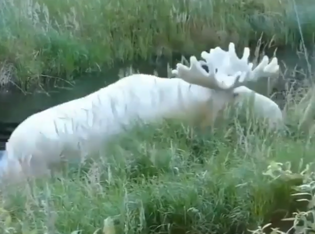 Ảnh: BrightSide Ảnh: BrightSide