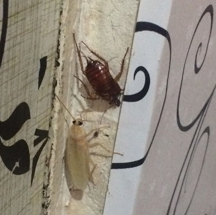 Ảnh: BrightSide Ảnh: BrightSide