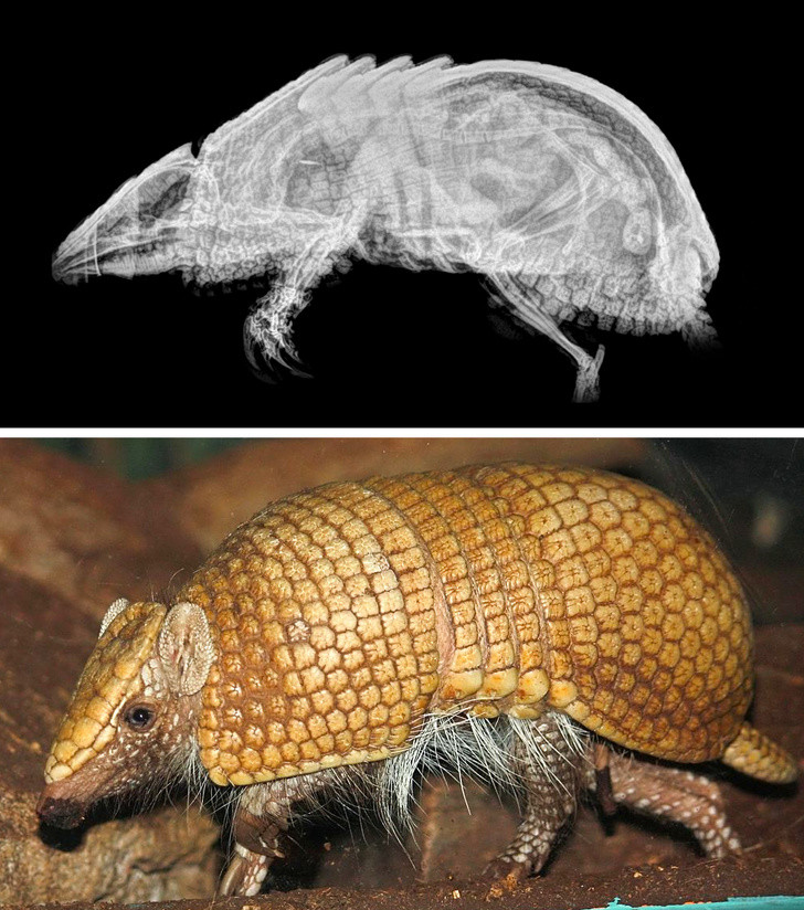 Ảnh: BrightSide Ảnh: BrightSide