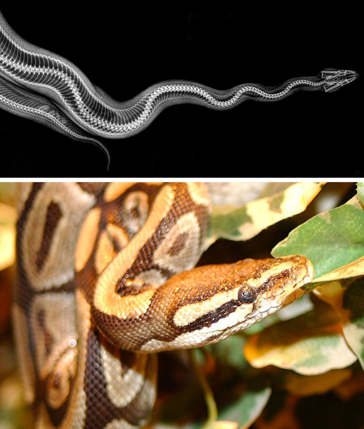 Ảnh: BrightSide Ảnh: BrightSide