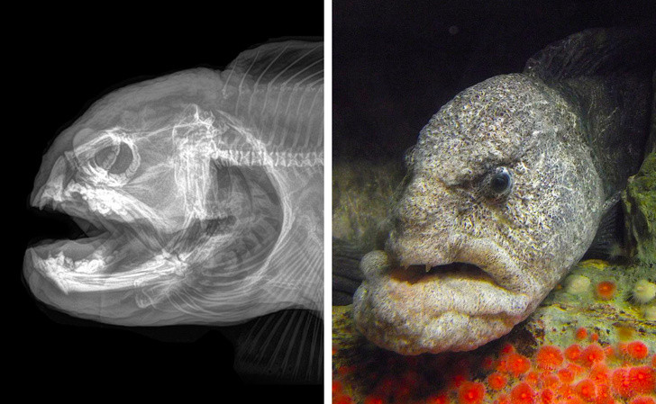 Ảnh: BrightSide Ảnh: BrightSide