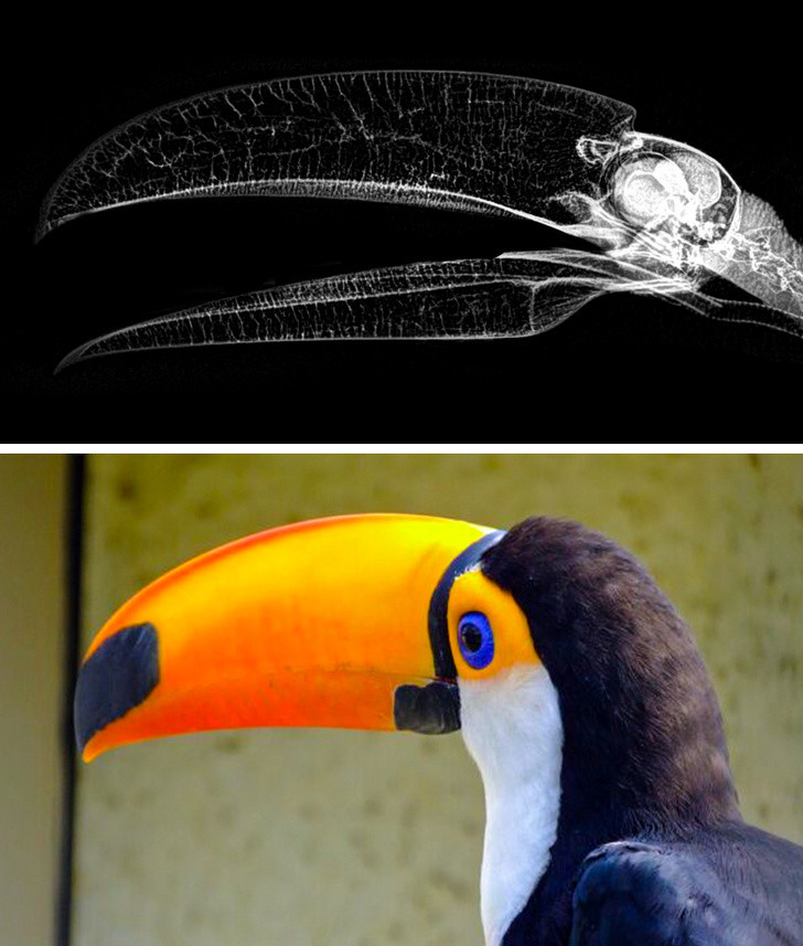 Ảnh: BrightSide Ảnh: BrightSide