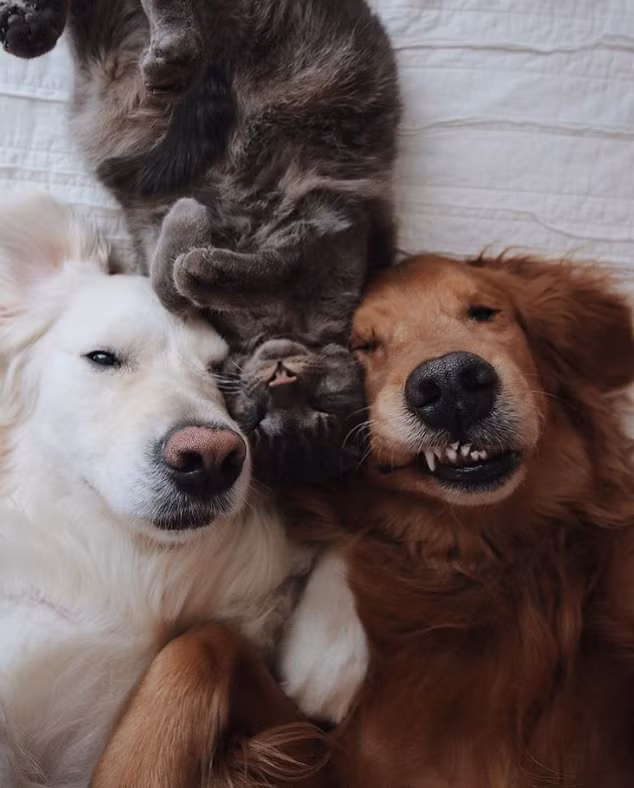 Ảnh: BrightSide