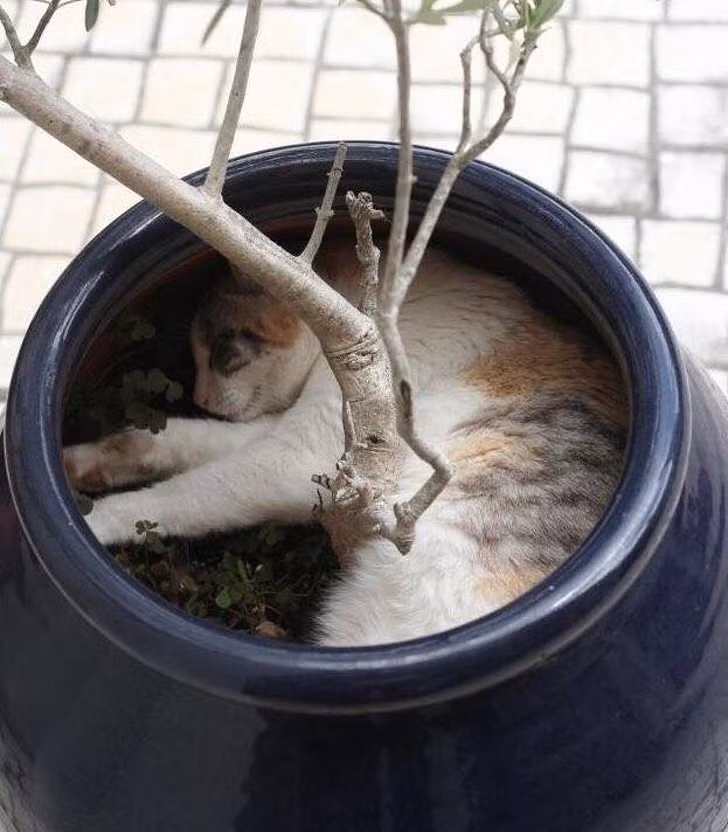 Ảnh: BrightSide Ảnh: BrightSide