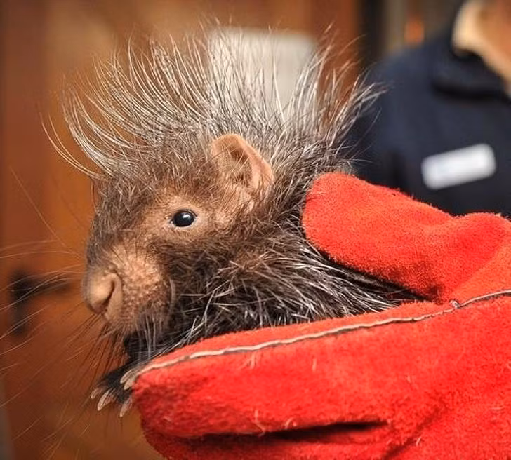 Ảnh: BrightSide Ảnh :BrightSide