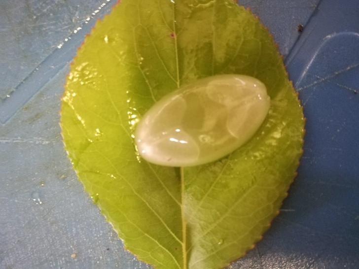 Ảnh: BrightSide Ảnh: BrightSide