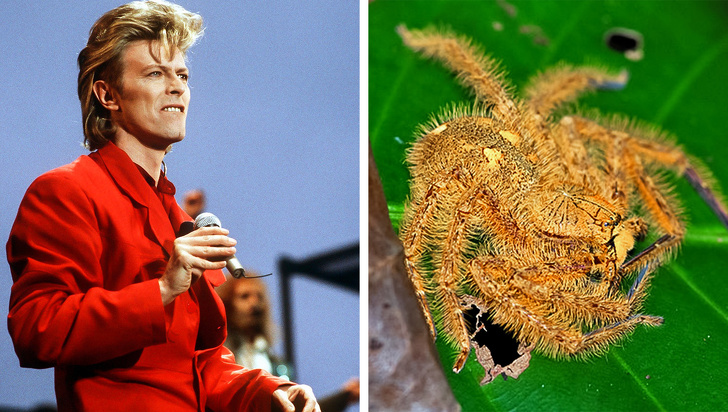 Ảnh: BrightSide Ảnh: BrightSide