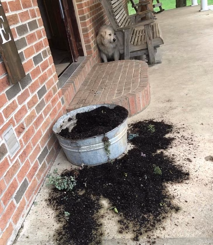 Ảnh: BrightSide Ảnh: BrightSide