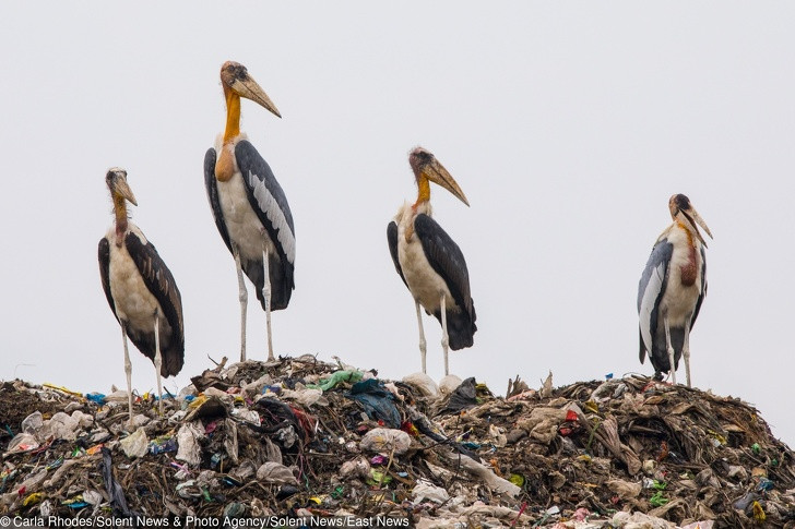 Ảnh: BrightSide Ảnh: BrightSide