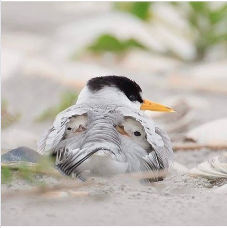 Ảnh: BrightSide Ảnh: BrightSide