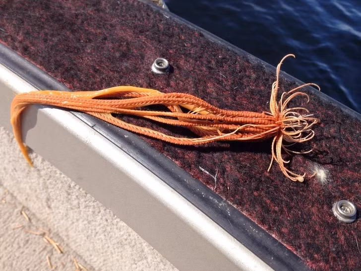 Ảnh: BrightSide Ảnh: BrightSide