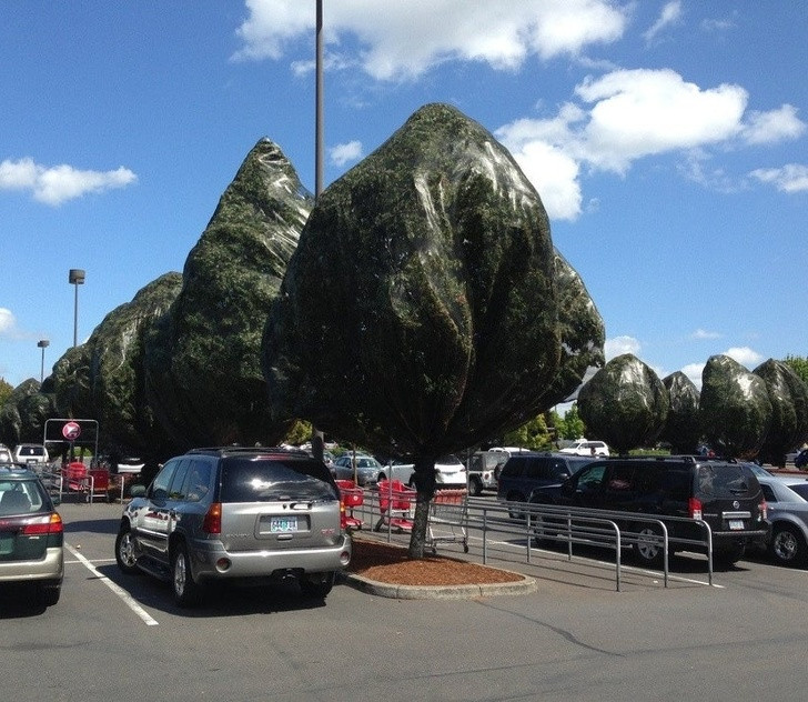 Ảnh: BrightSide Ảnh: BrightSide