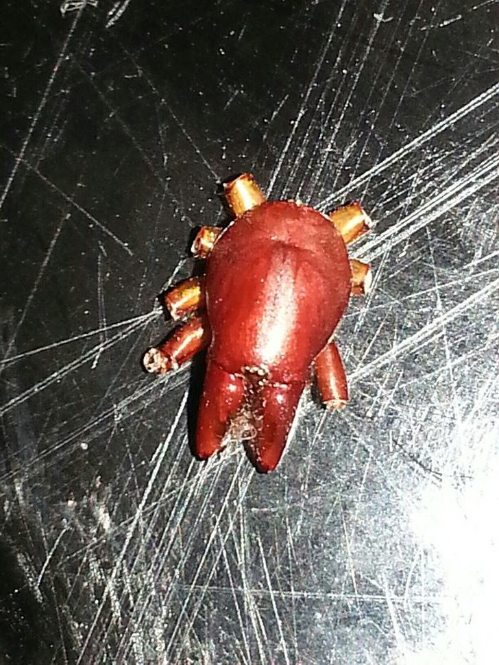 Ảnh: BrightSide Ảnh: BrightSide