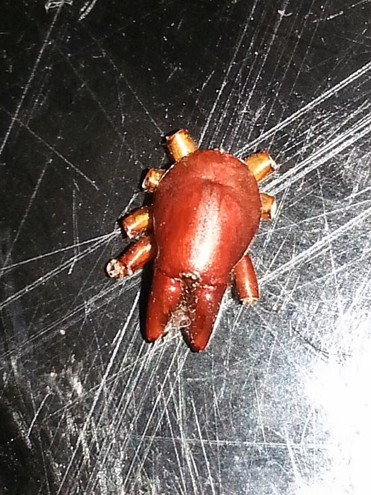 Ảnh: BrightSide Ảnh: BrightSide