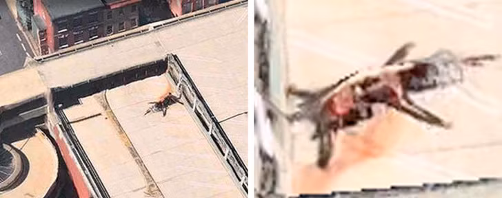 Ảnh: BrightSide Ảnh: BrightSide