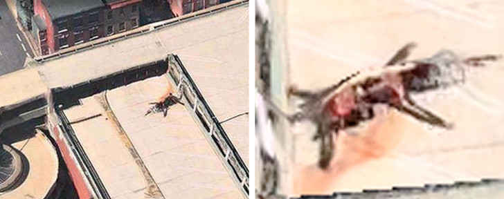 Ảnh: BrightSide Ảnh: BrightSide