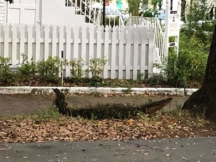 Ảnh: BrightSide Ảnh: BrightSide