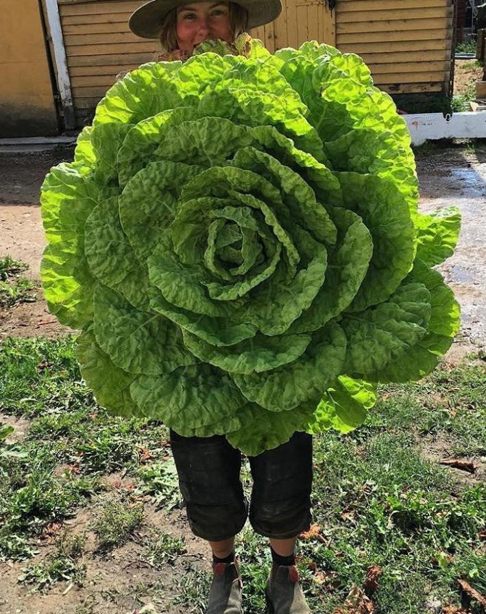 Ảnh: BrightSide Ảnh: BrightSide