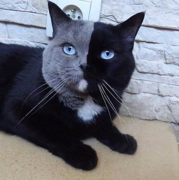 Ảnh: BrightSide Ảnh: BrightSide